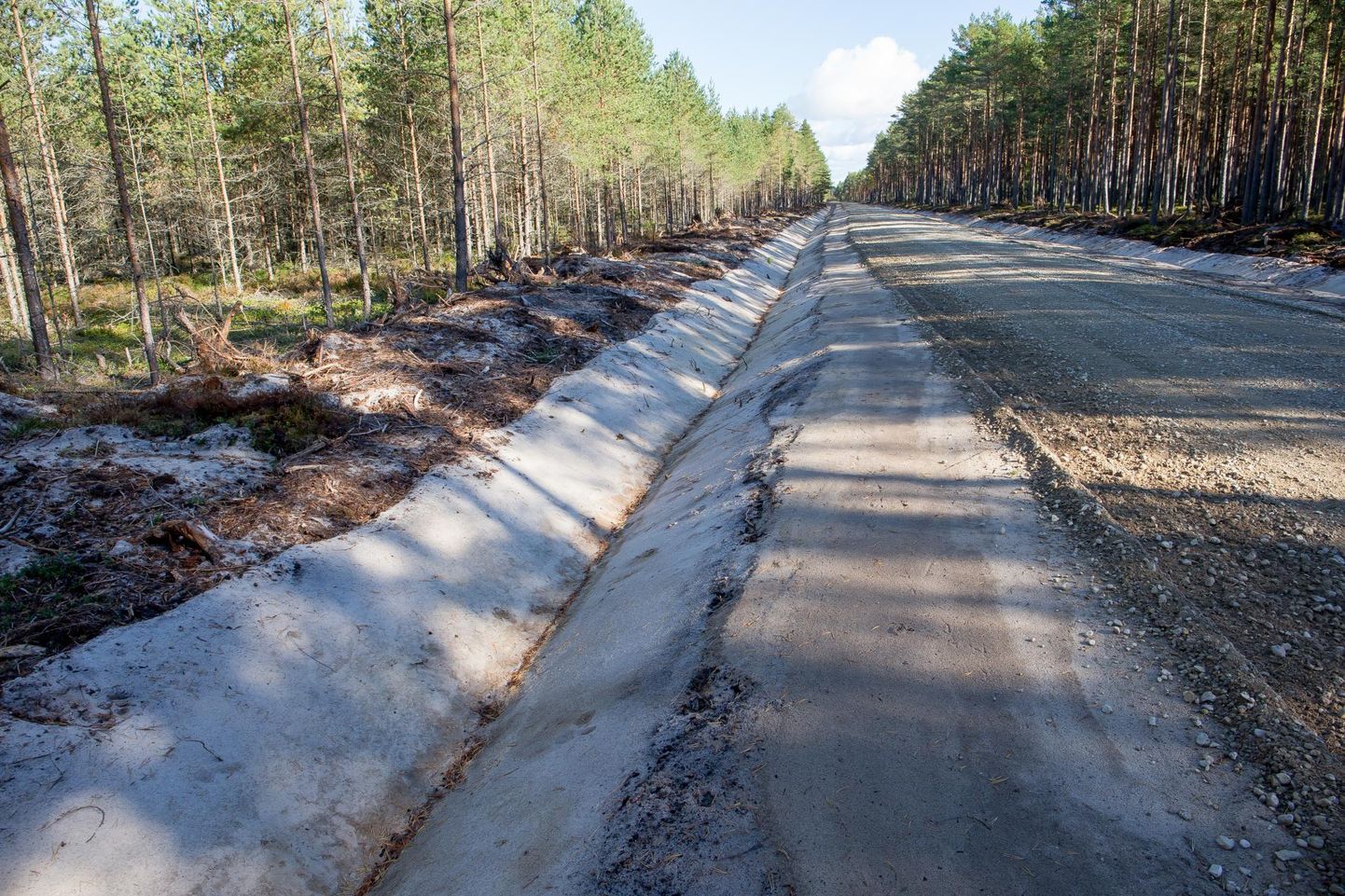 RMK rajas eelmisel aastal enim metsateid Pärnumaal.