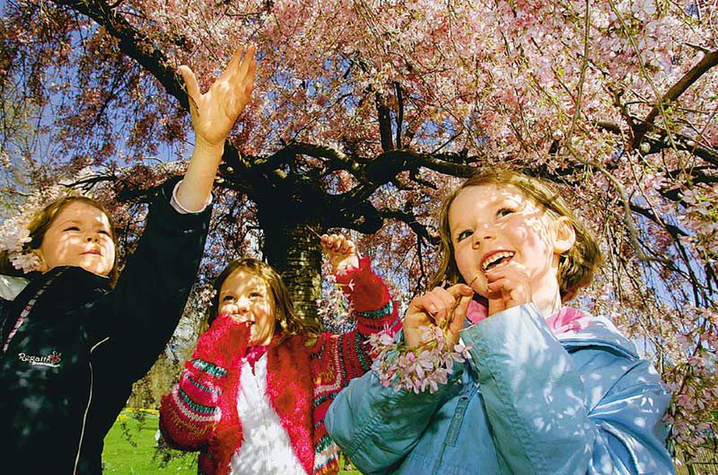 Lapsed mängivad õites puude all aprillikuises St Jamesi pargis Londonis. Lihavõtete ajal suunduvad inglased meelsasti aega maha võttes rohelust nautima, aga ka välismaale  näiteks Hispaaniasse.