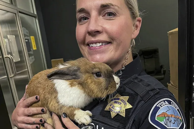 Кролик Перси в американской полиции.