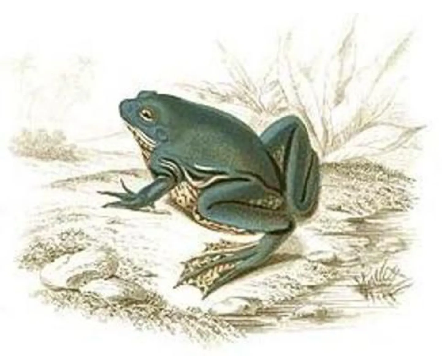 Pseudis paradoxa konn.