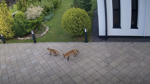 Three Foxes Make Rare Appearance on Estonian Home's Yard