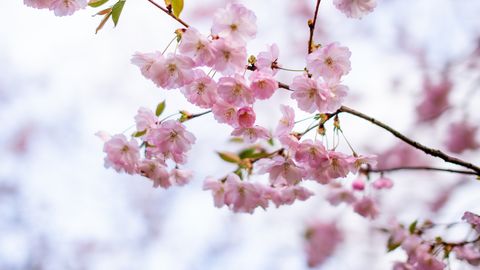 Horoskops ceturtdienai, 16. aprīlim