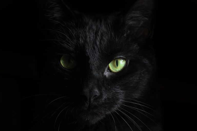 Черный кот прячется в темноте в ожидании подходящего момент для засады. Фото иллюстративное