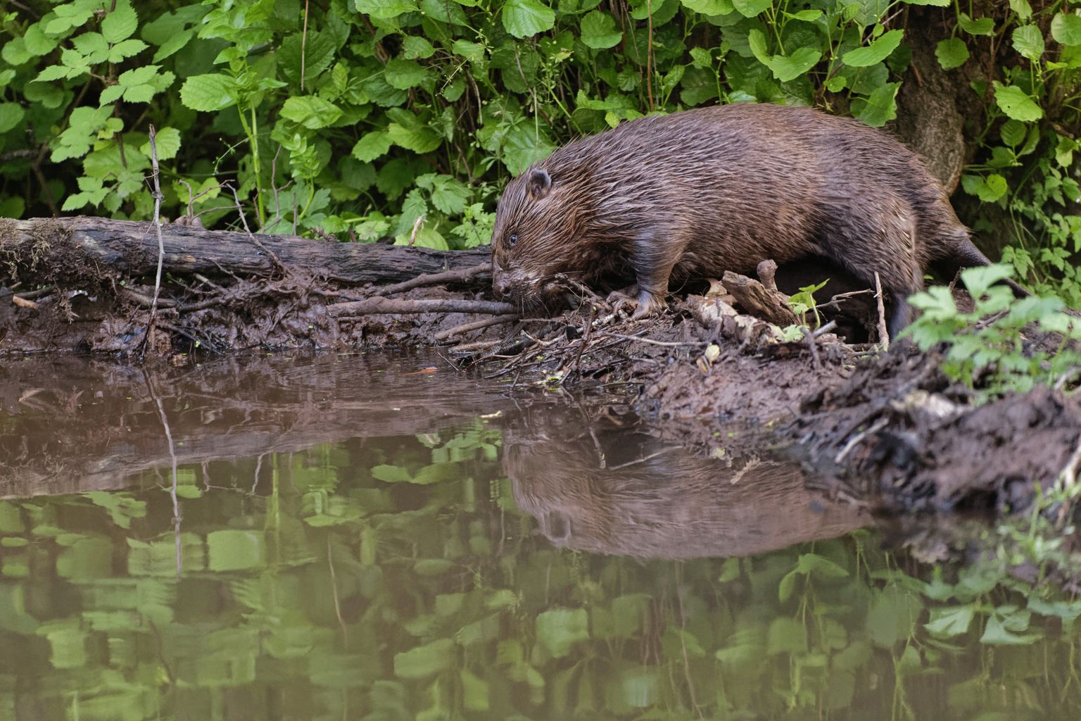 Kobras kontrollimas tammi