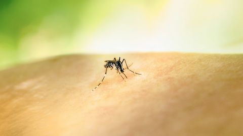 Saksamaal tungis sääsk lennukisse ja tappis kaks lennujaama töötajat