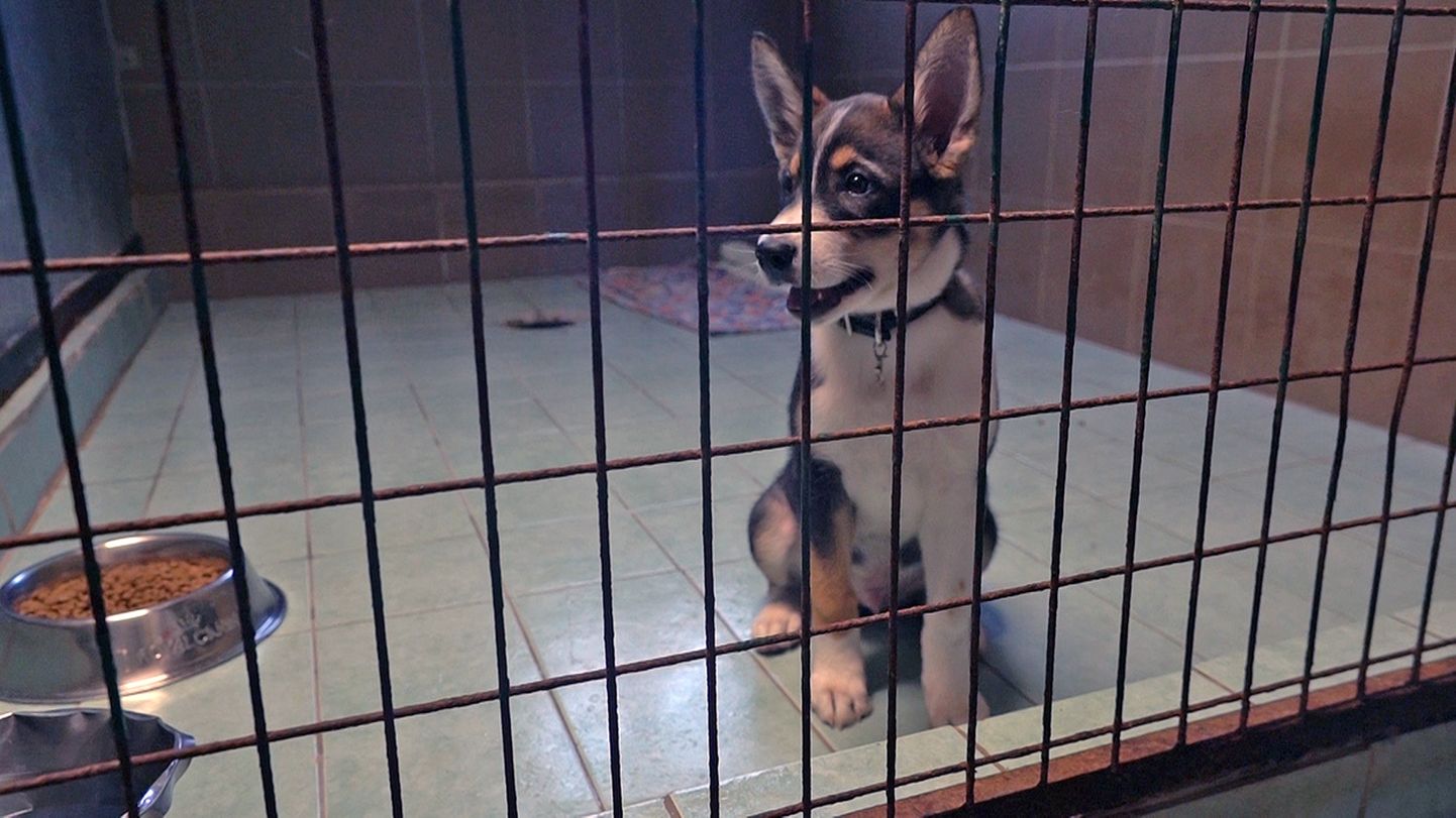 Neljakuune Freddy kohaneb oma ajutise elukohaga Viljandi loomade varjupaigas.
