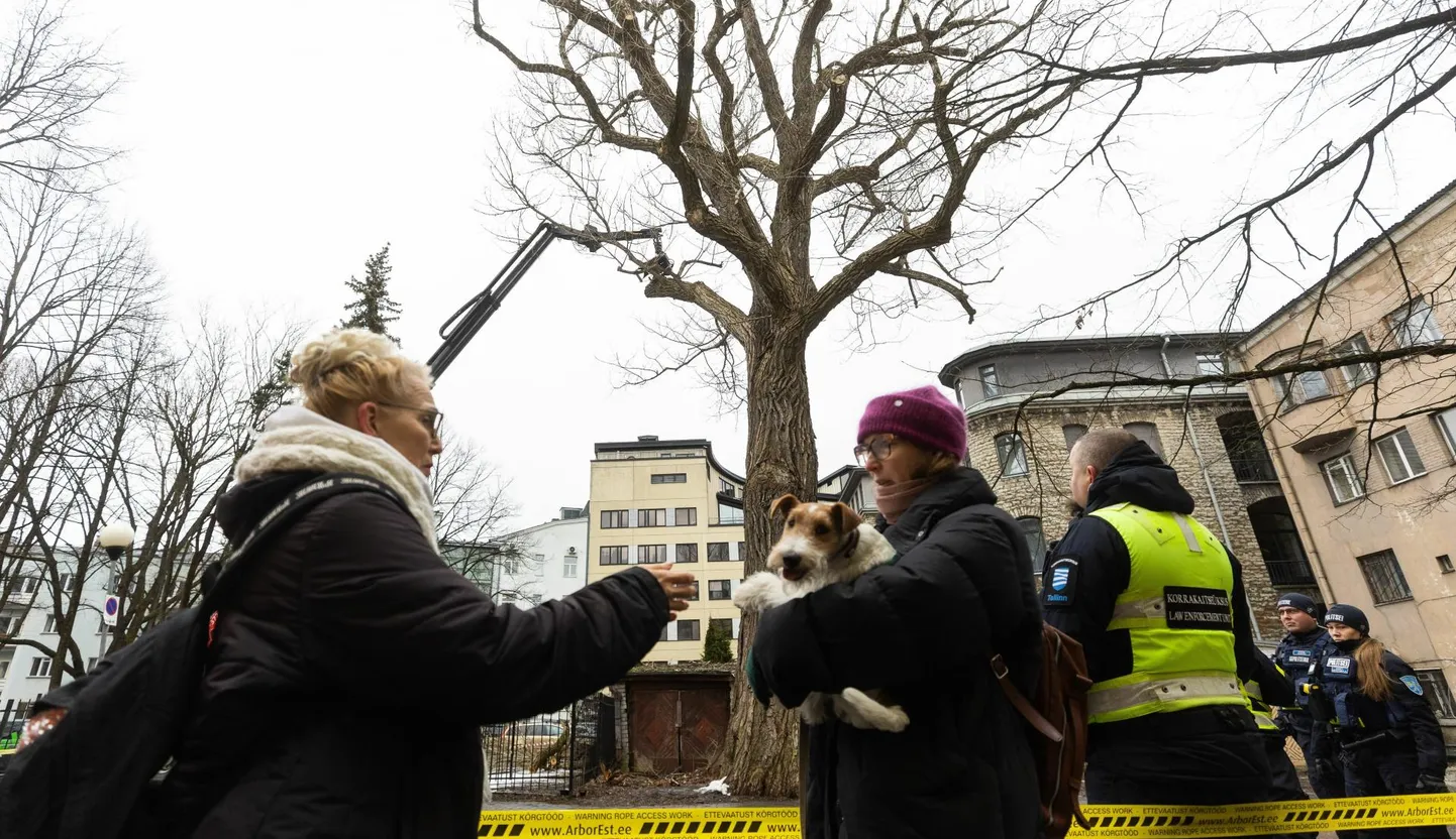 Alustati Tallinna vanima papli maha võtmisega.