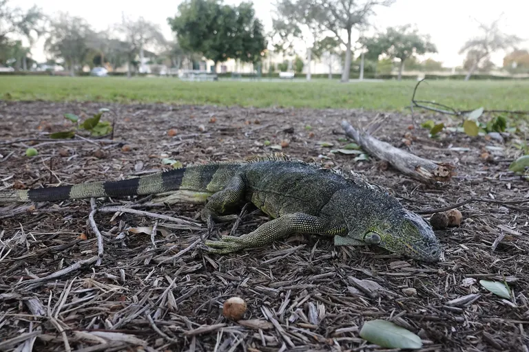 Puult kukkunud iguaan Floridas Oakland Parkis.