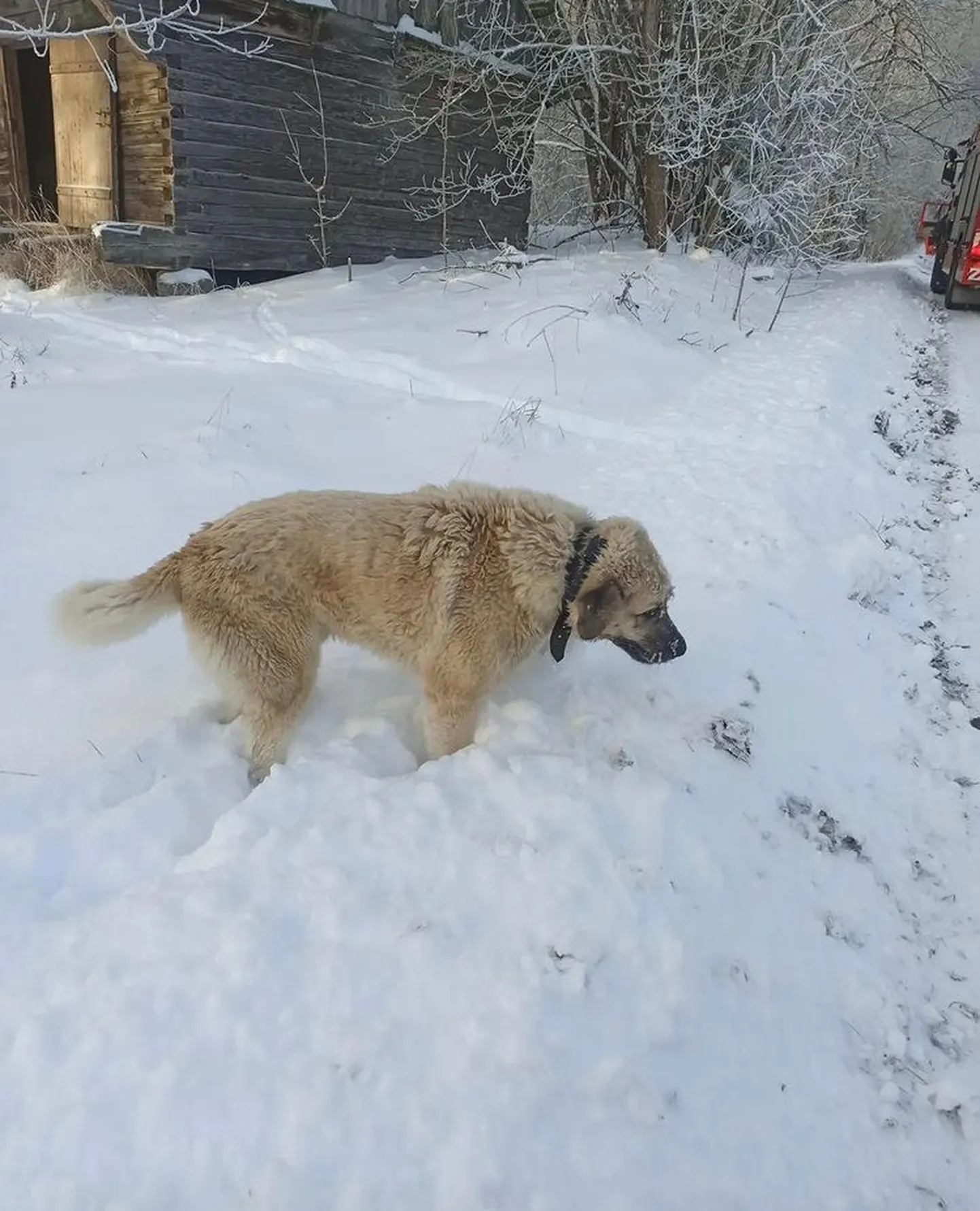 Läbi jää vajunud koer