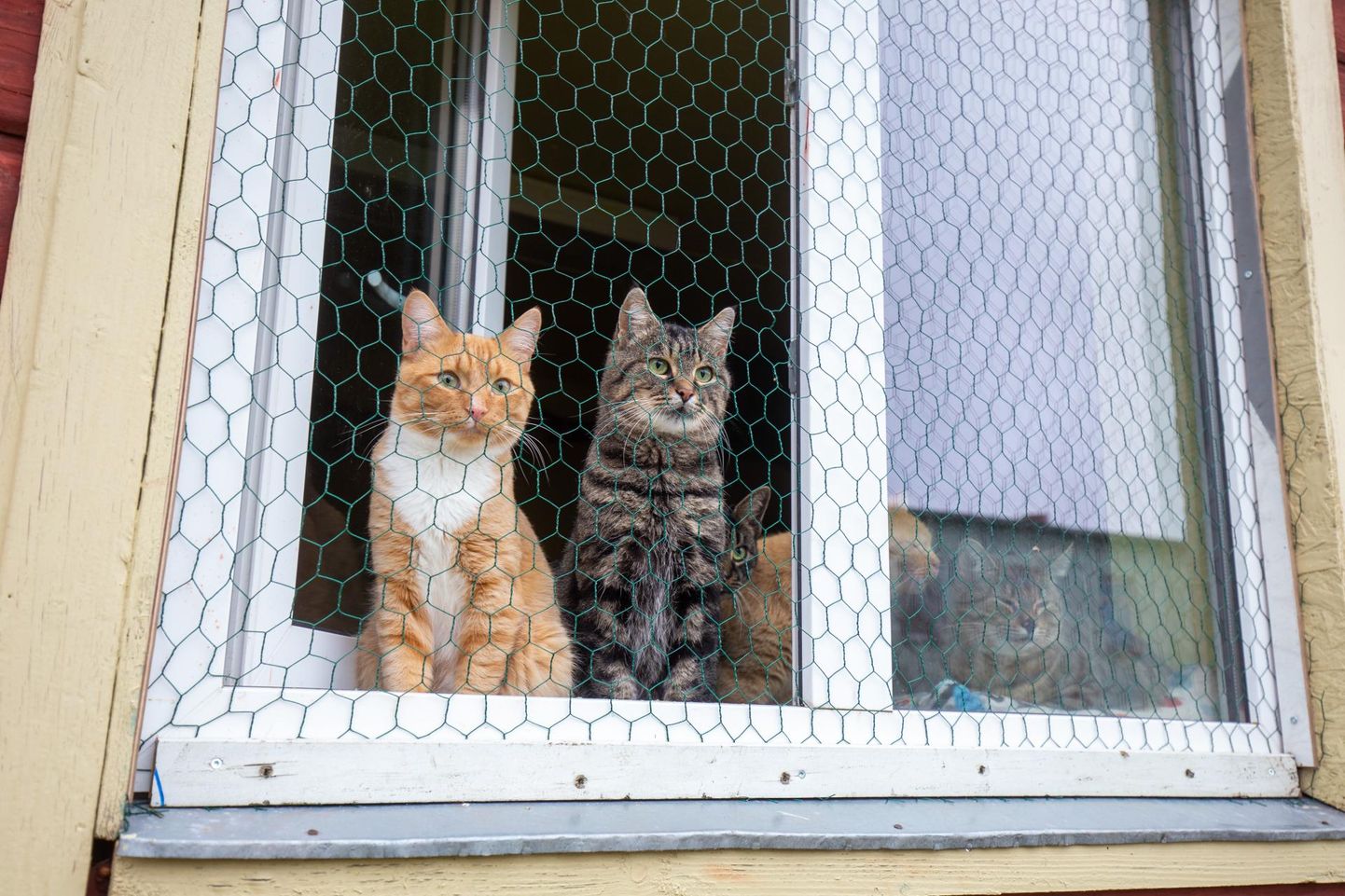 Kui kass on võetud, tuleb jälgida, et loomake avatud akna kaudu põgeneda ei saaks.
 