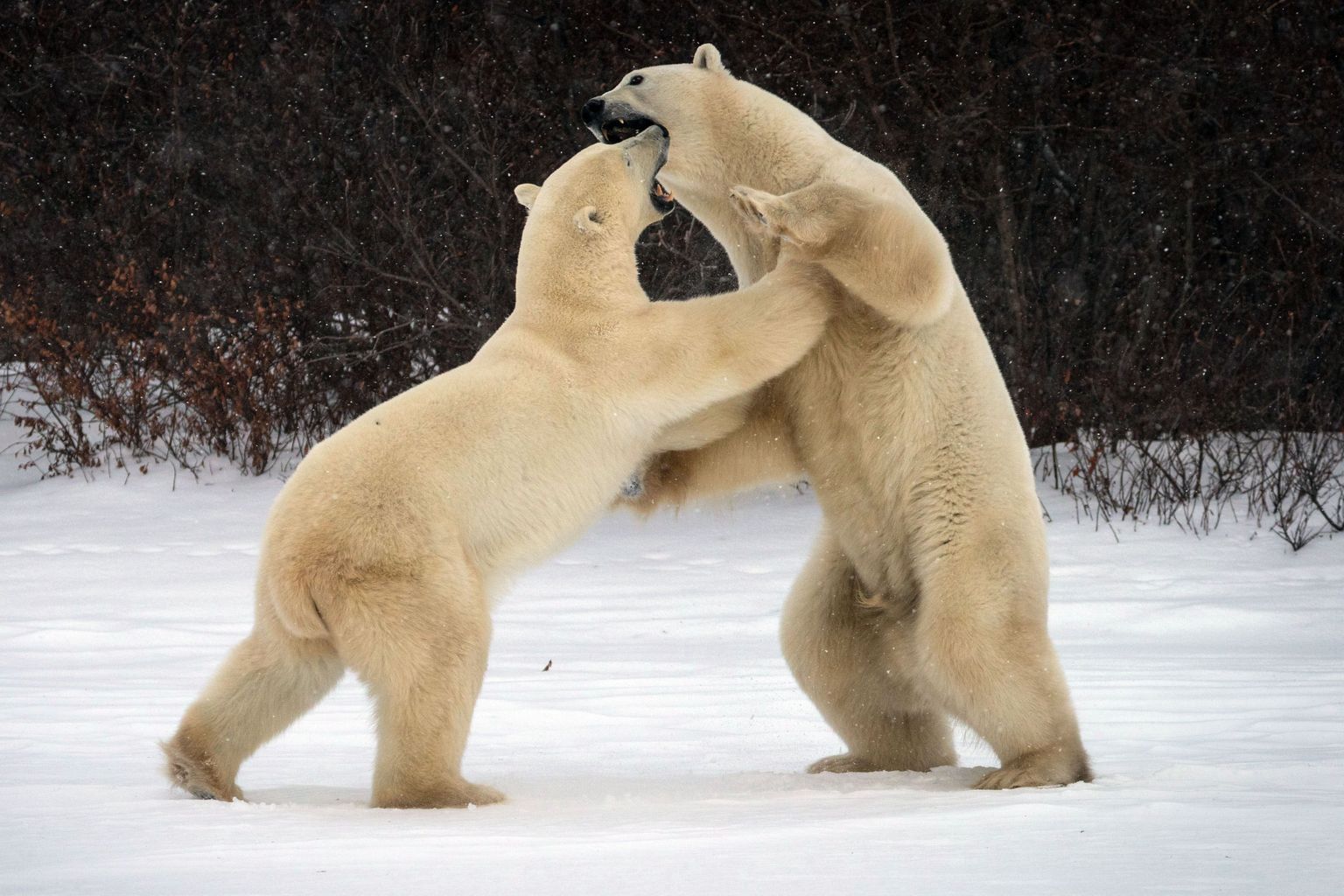 Ukraina fotograafil õnnestus Churchillis pildistada võitlevaid jääkarusid.
