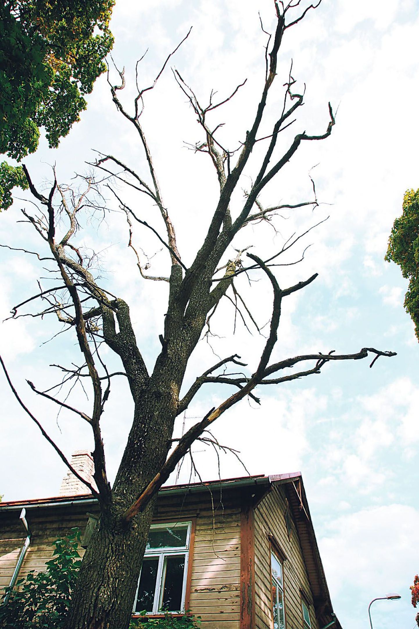 Raieluba Liiva 3 kinnistul kõrguva ohtliku puu mahavõtmiseks anti välja juba juulis.