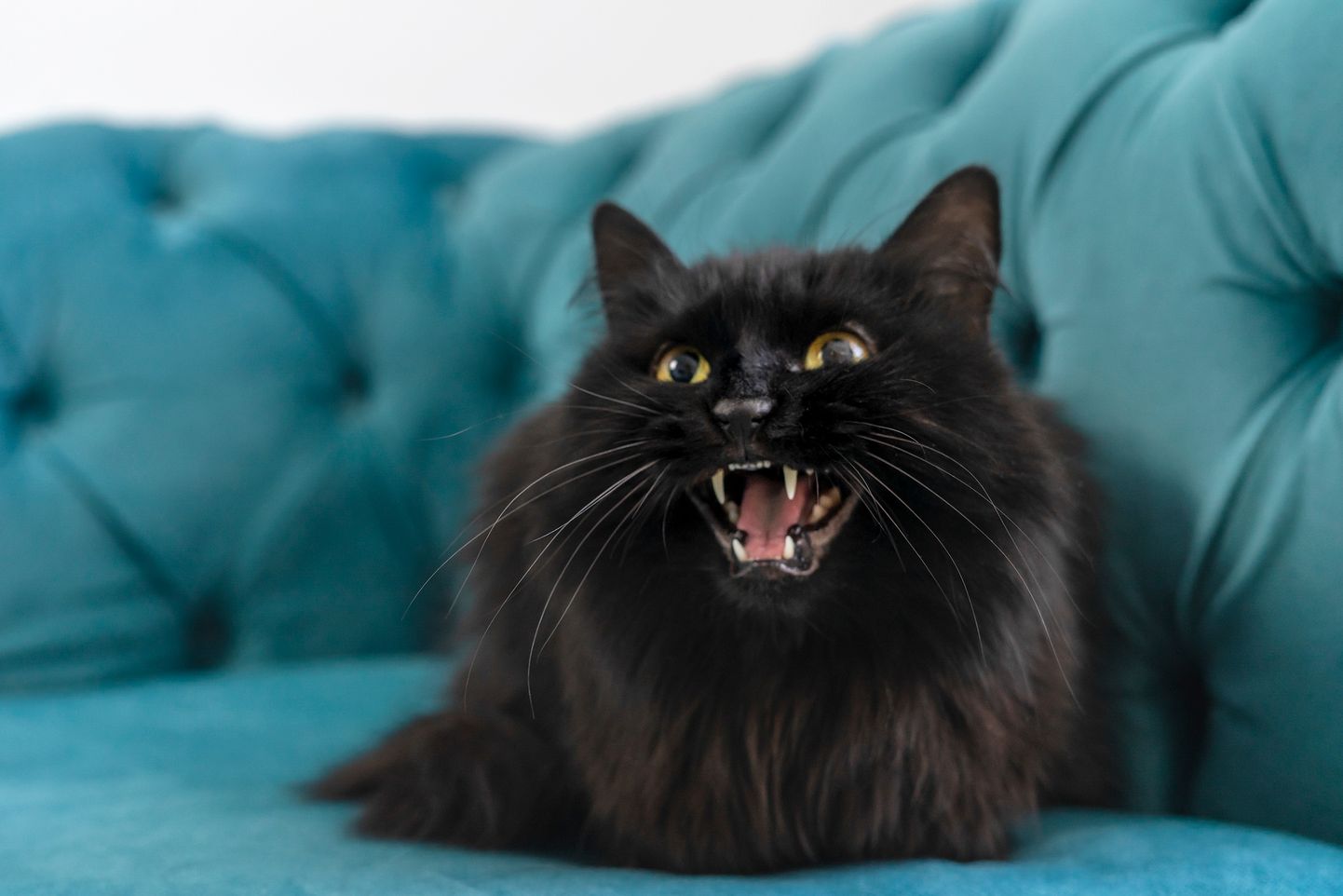 Черная кошка. Фото иллюстративное.