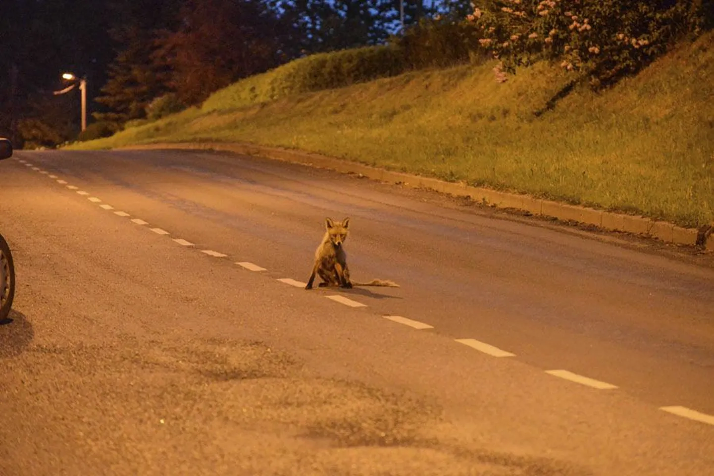Tõbine rebane ei lasknud end pildistamisest häirida.