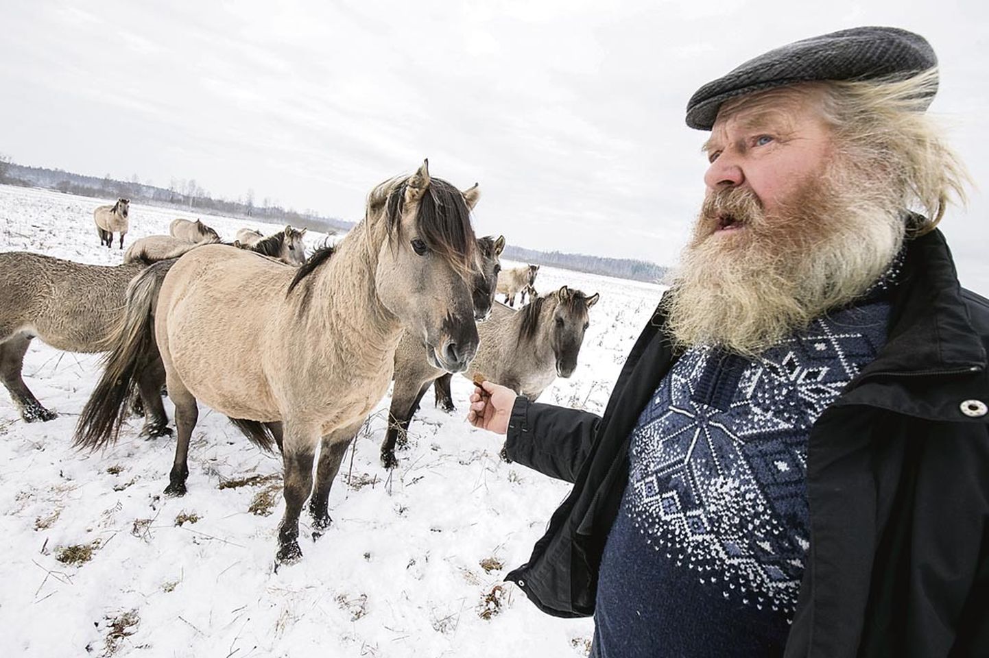 Hobuste hooldaja Enn Tomsoni sõnutsi elavad konikud praeguse talve üle.