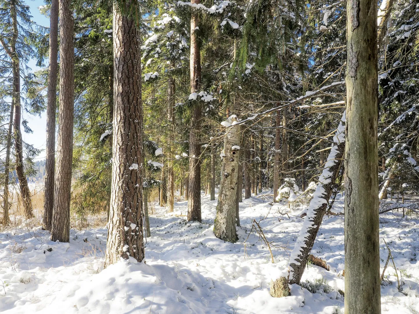Vääriselupaik (VEP) Tartumaal Vissi ja Viisjaagu järve vahelises metsas. Seaduse järgi on VEP ala metsas, kus kitsalt kohastunud, ohustatud, ohualdiste või haruldaste liikide esinemise tõenäosus on suur.