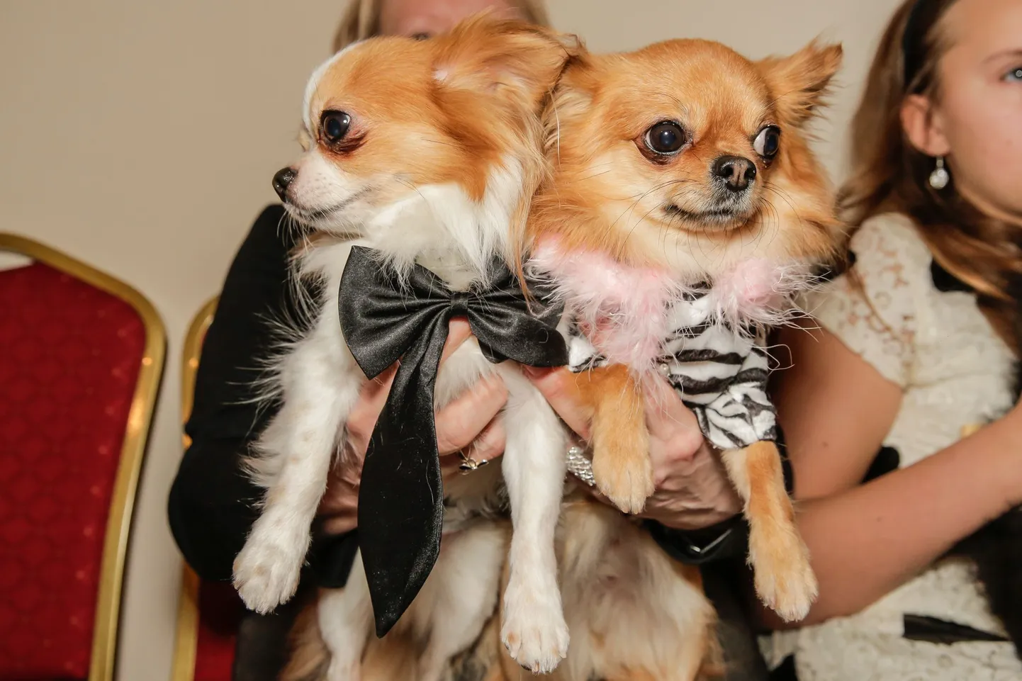 Chihuahua Sõprade Liit pidas Nabala mõisas uue aasta karnevali
