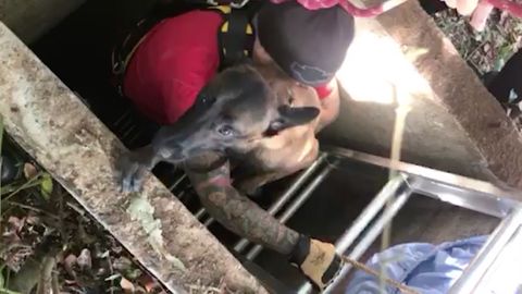 Tuletõrjujad päästsid maa-alusesse punkrisse kukkunud koera