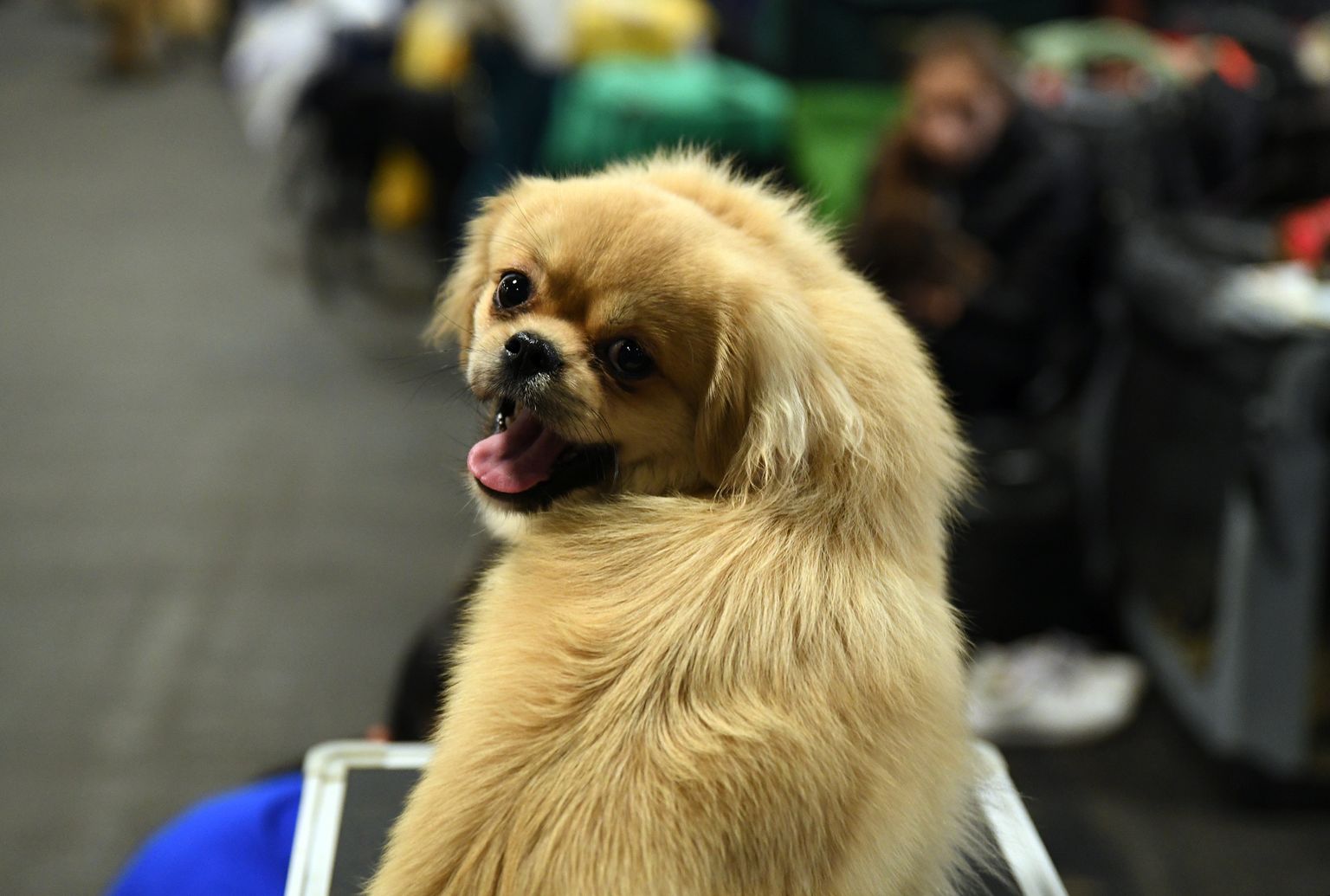 Suņi "Fuņi" un citi zvēri jeb Ķīpsalā norisinās izstāde «ZooExpo 2019»