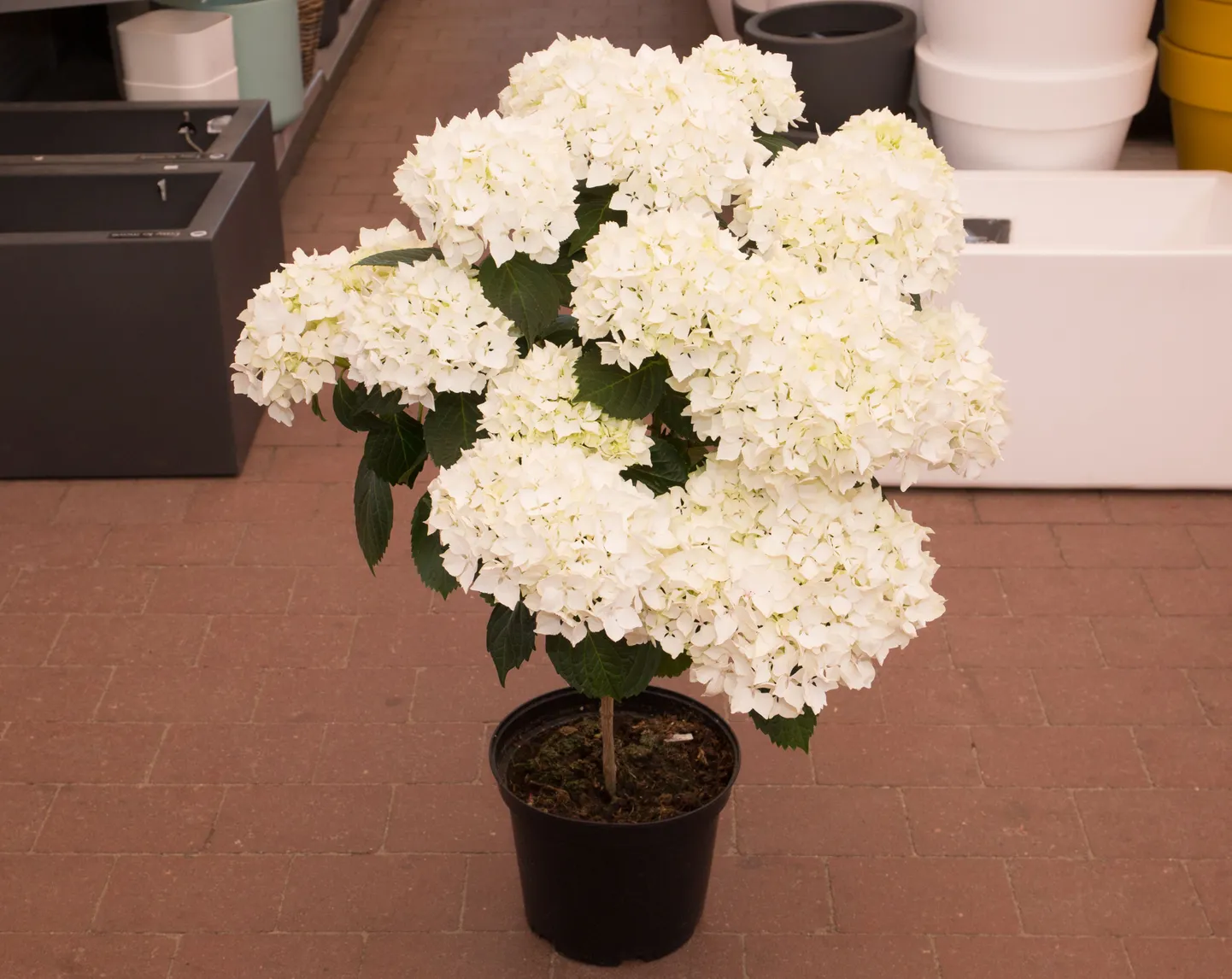 Valge Hortensia, mida on ilus aias hoida kui ka siseruumides.
