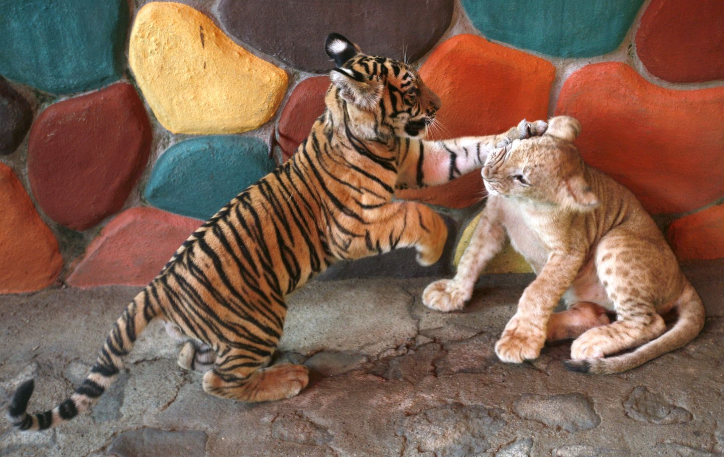 Kolmekuune bengali tiiger mängib kolmekuuse lõvikutsikaga