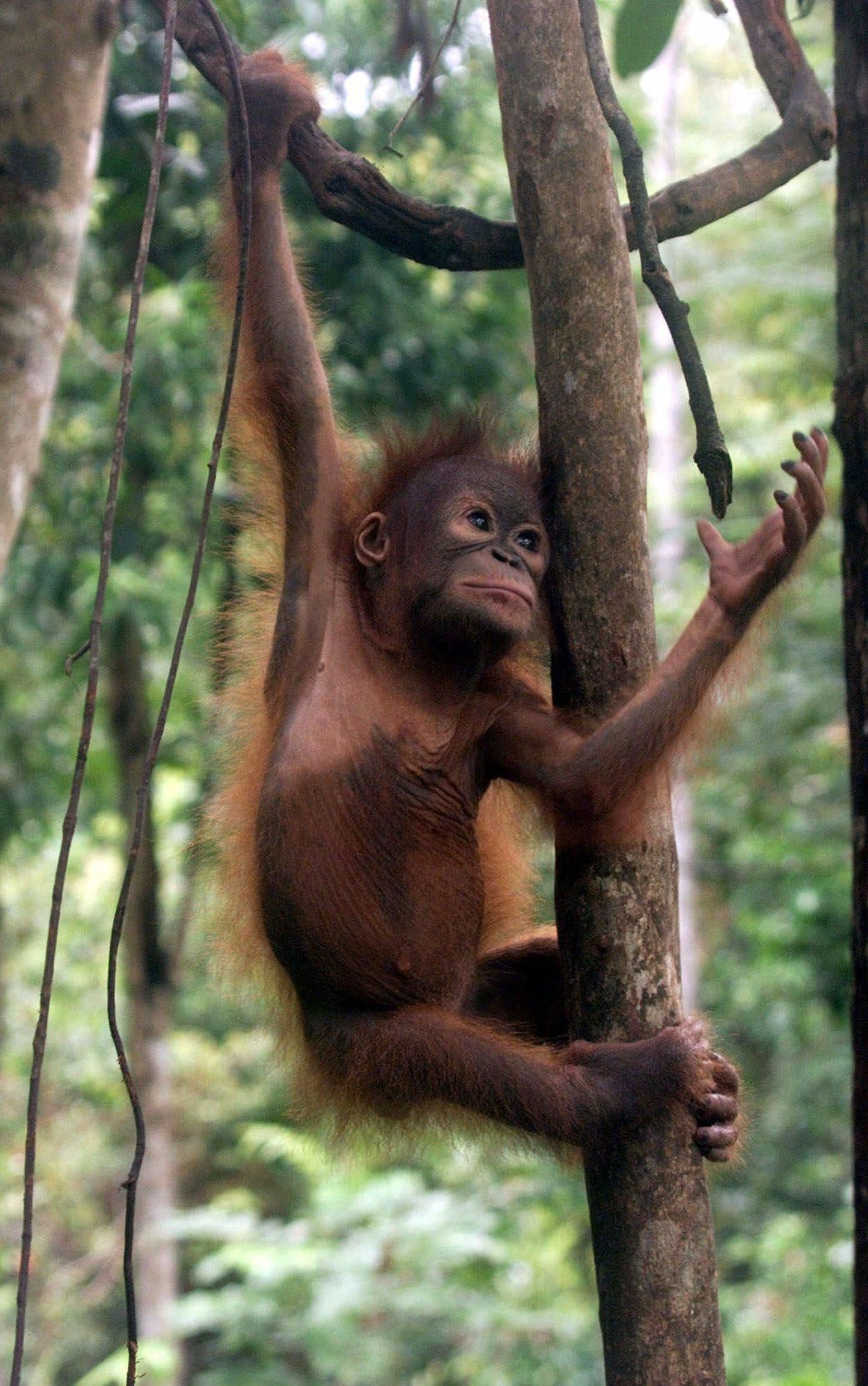 Orangutanid kiigutavad end oksalt oksale energia säästmiseks?