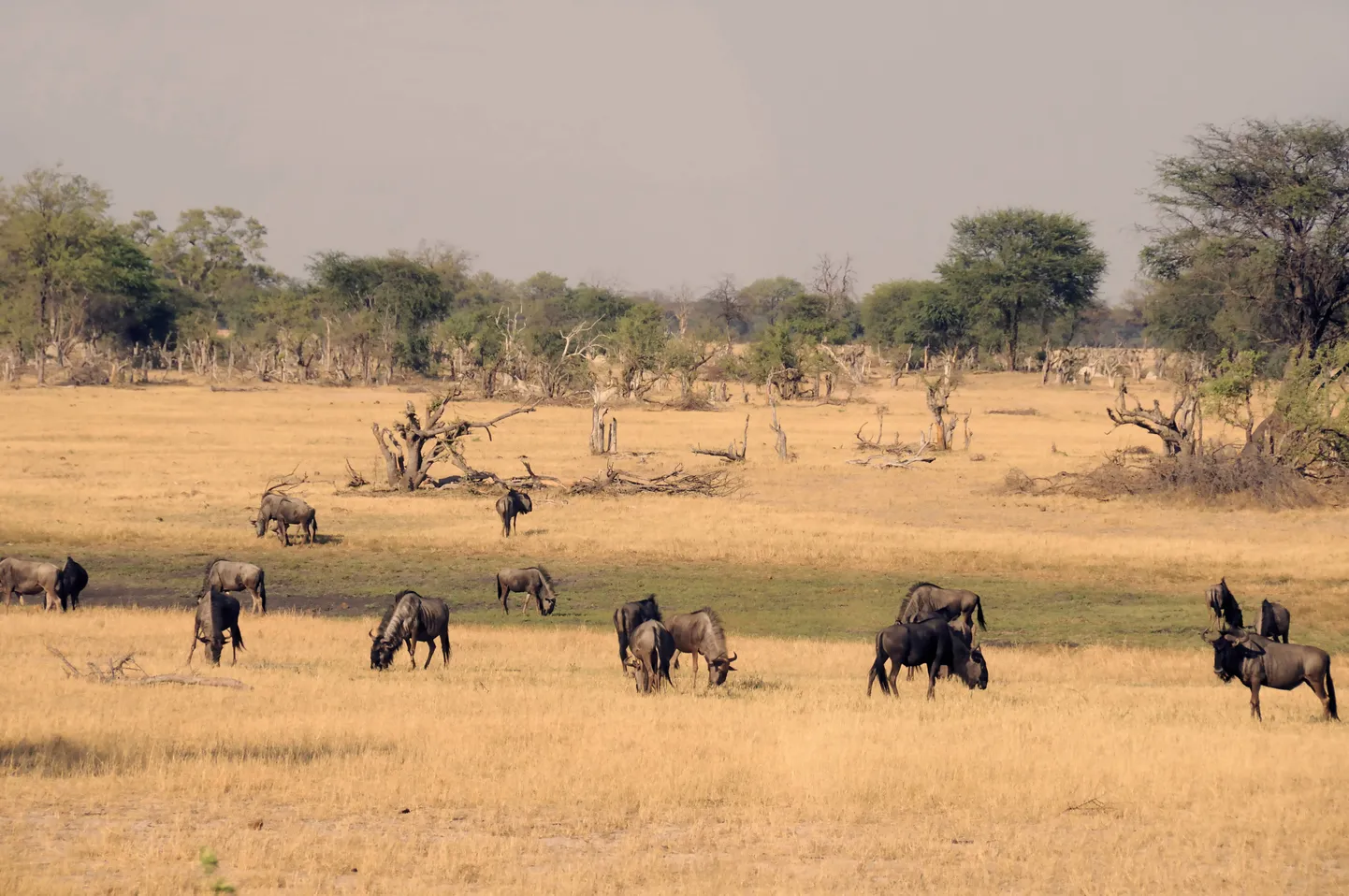 Sambia loodus.