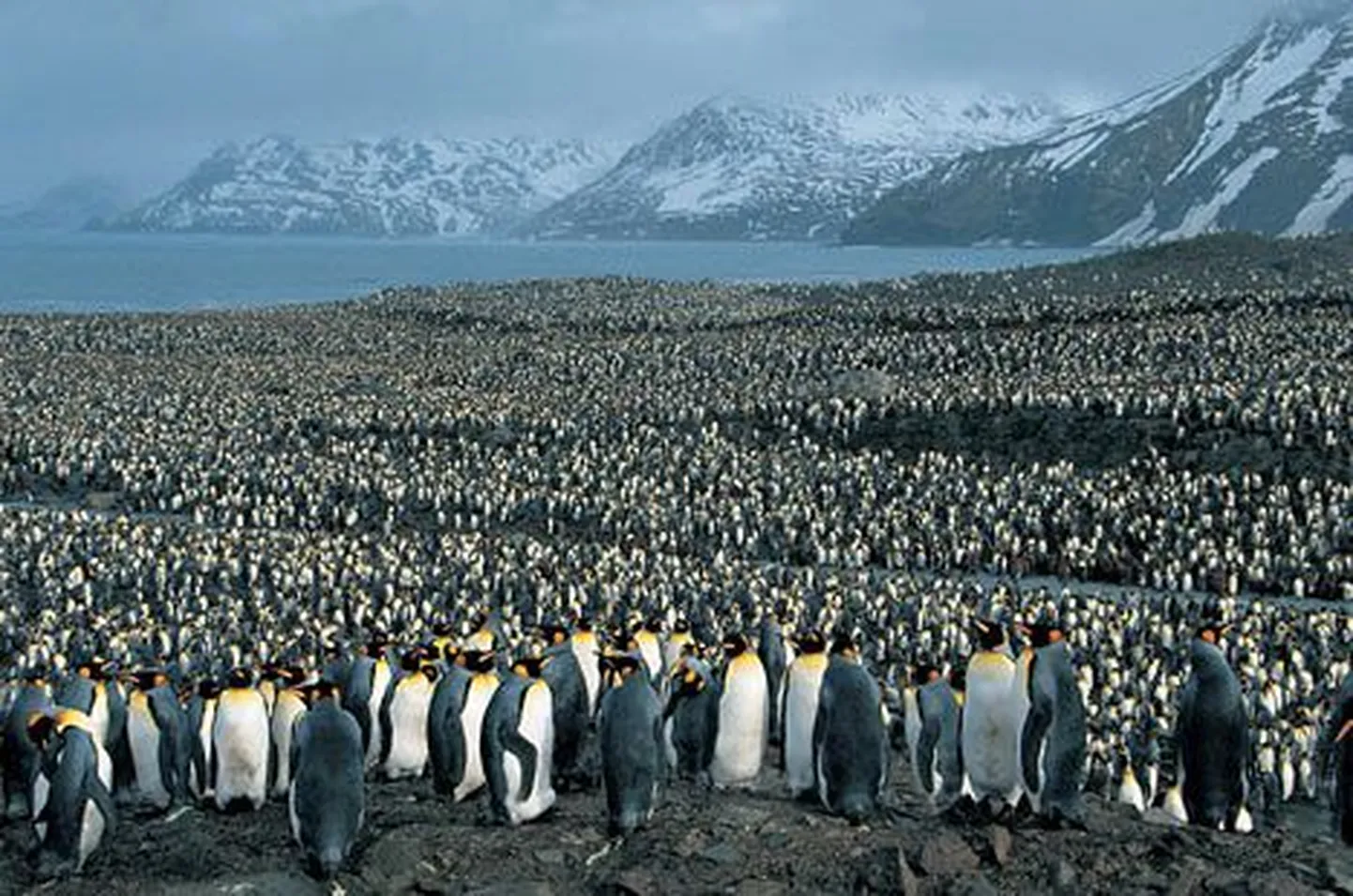 Kuningpingviinid (Aptenodytes patagonica)
