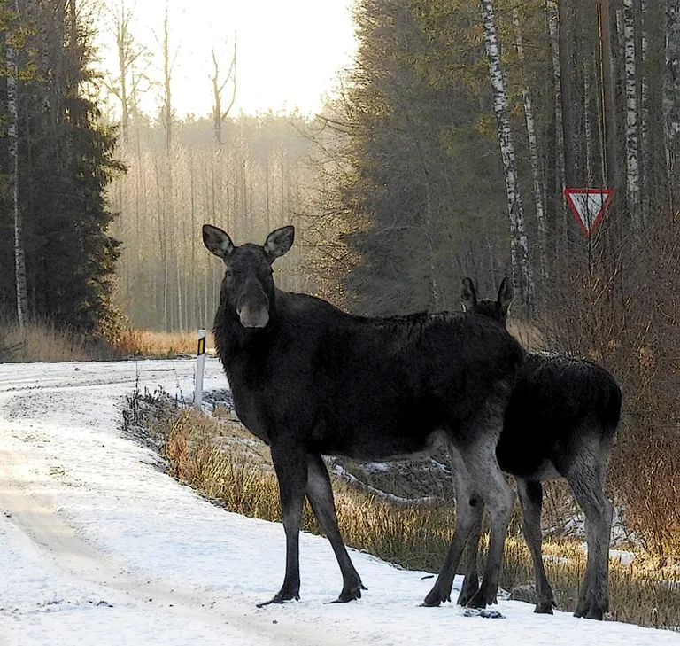 "Vahel tunnen põtrade järele igatsust ja lähen neid otsima."