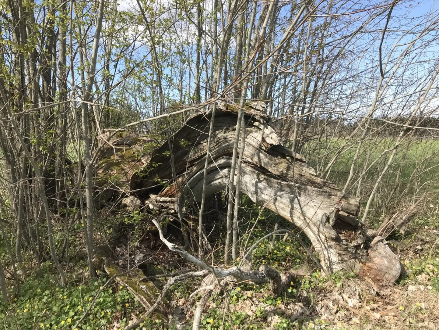 Kuigi Võlla hiietamme näol on tegu surnud puuga, on see siiski meie vaimne pärand.
