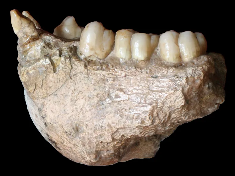 Hiiglasliku väljasurnud ahvi Gigantopithecus blacki hammastega lõualuu