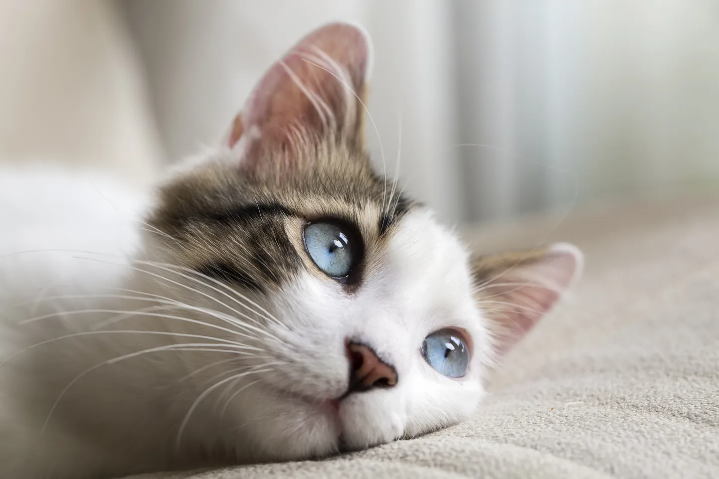 Кошка. Иллюстративное фото