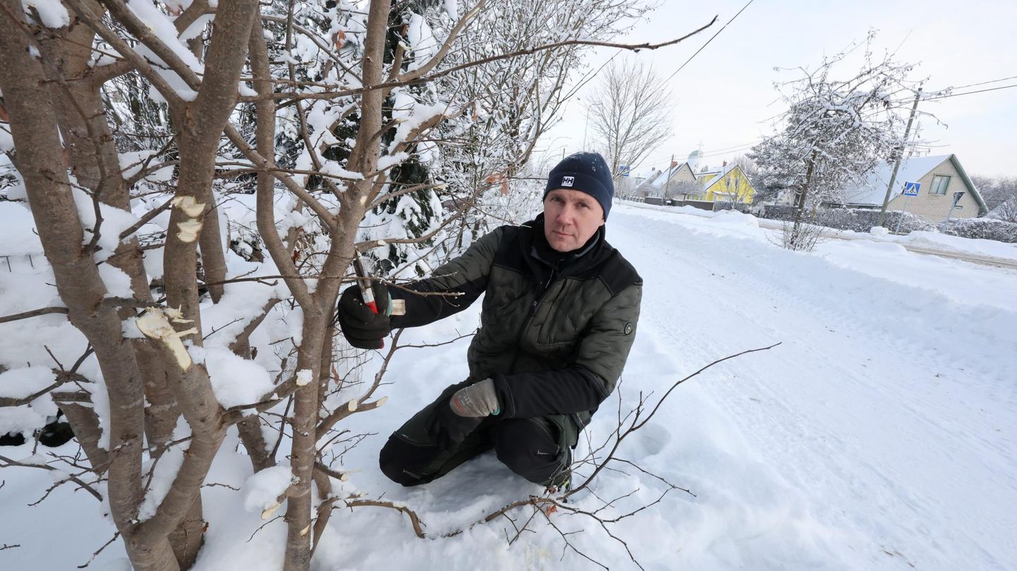 Arborist Taivo Paeveer ütles Jõgeval kärbitud puude juures, et talvel tuleks nende kärpimist vältida. Kui sellest aga siiski ei pääse, tuleb seda teha õigesti ehk mitte jätta pikki könte, mille paranemine võtab kaua aega.