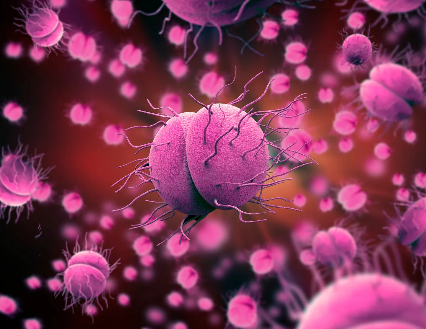 Neisseria gonorrhoeae bakter.