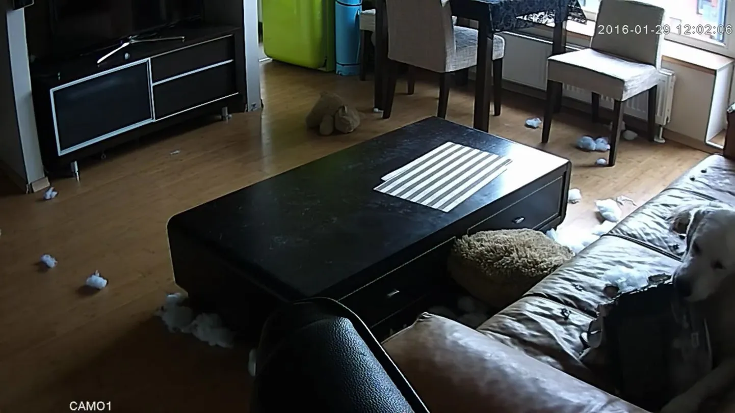 Retriiver raamatut hävitamas.