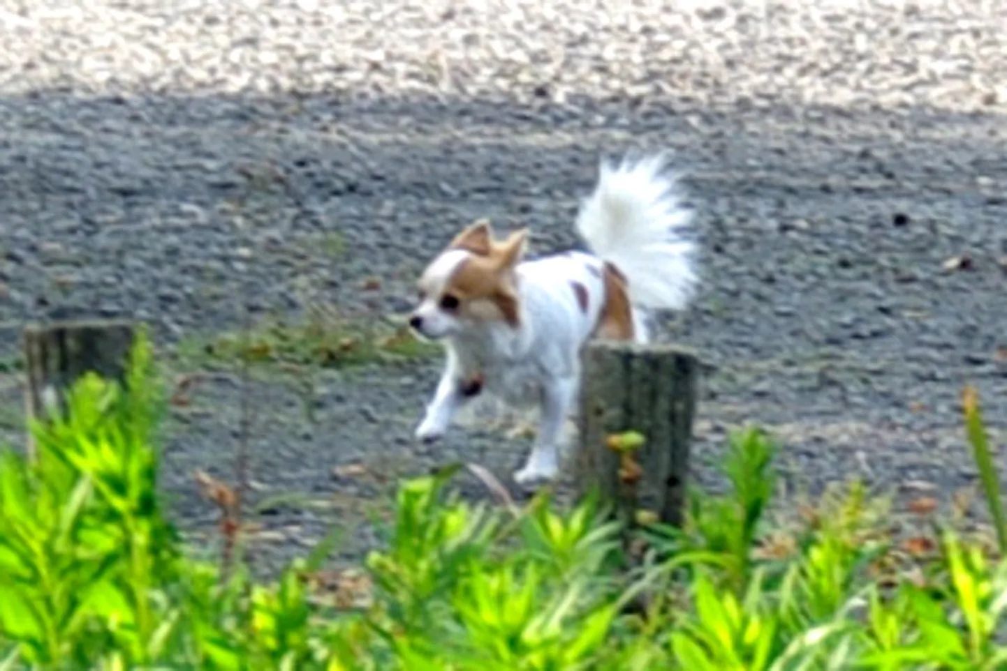 Chihuahua Momo eksamil