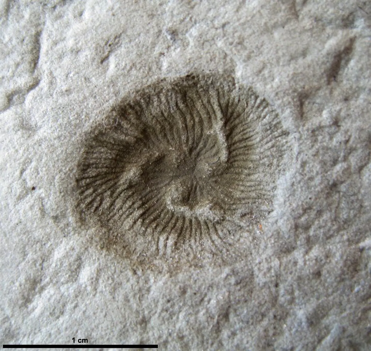 Tribrachidium specimen