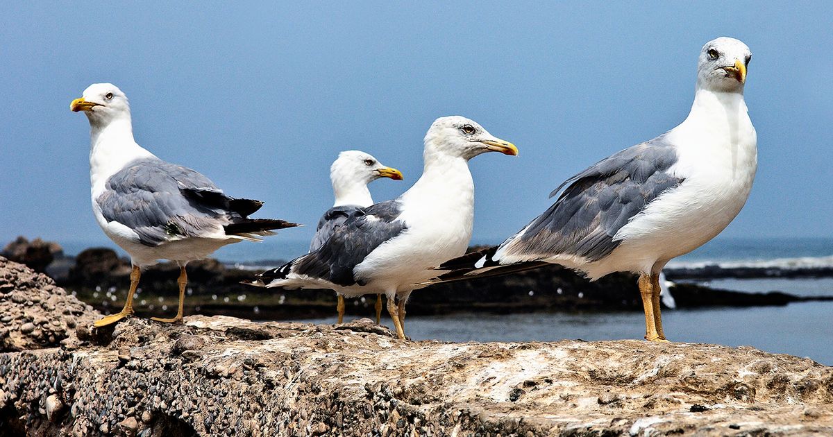 Sadamakanali vallide liigutamine eeldab uuringuid
