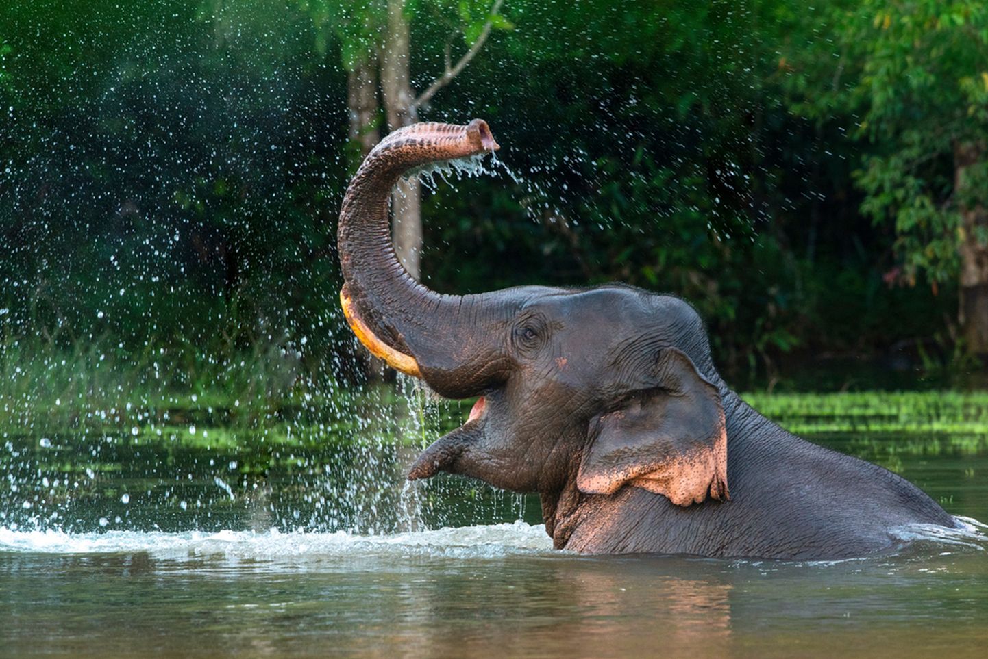 Isane Aasia elevant naudib veemõnusid.