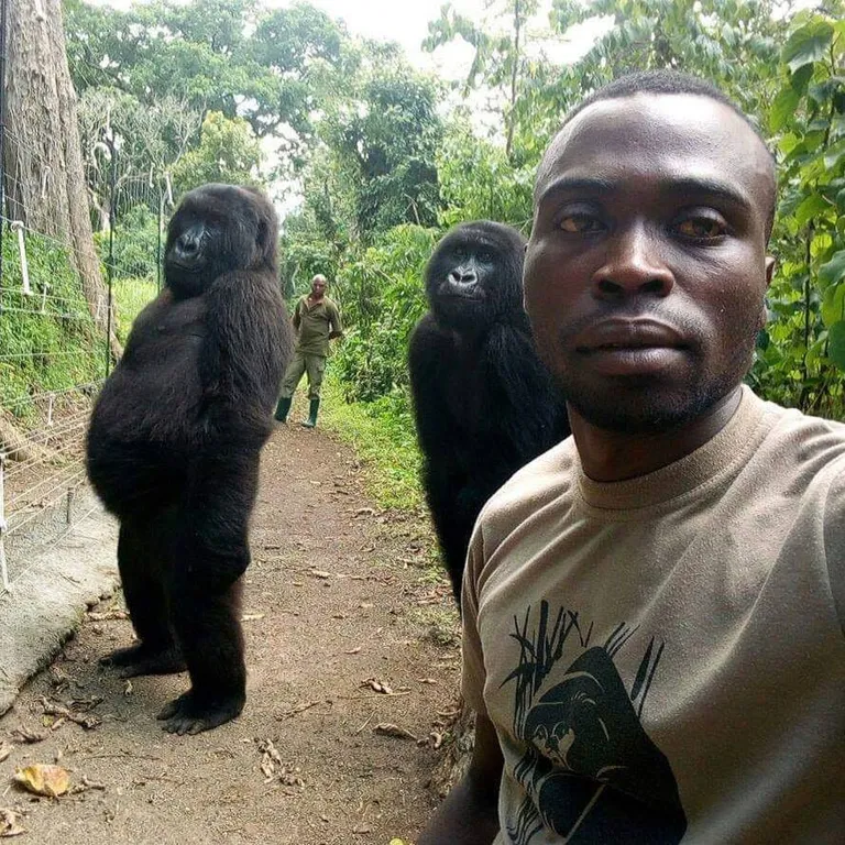 Pargivaht Matthew Shamavu ja kaks mägigorillat