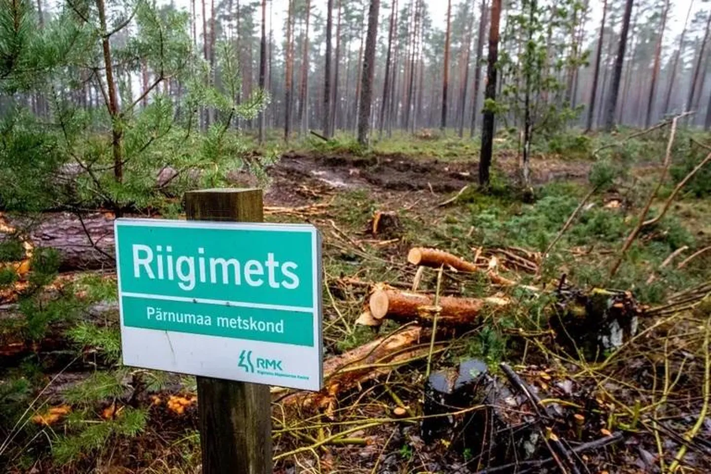 Riigikontrolli auditi tulemustest selgub üsna ühemõtteliselt, et riigimetsa majandamise keskus (RMK) on aastail 2017–2022 kestvuslepingutega puitu müünud keskmiselt 30 protsenti odavamalt.