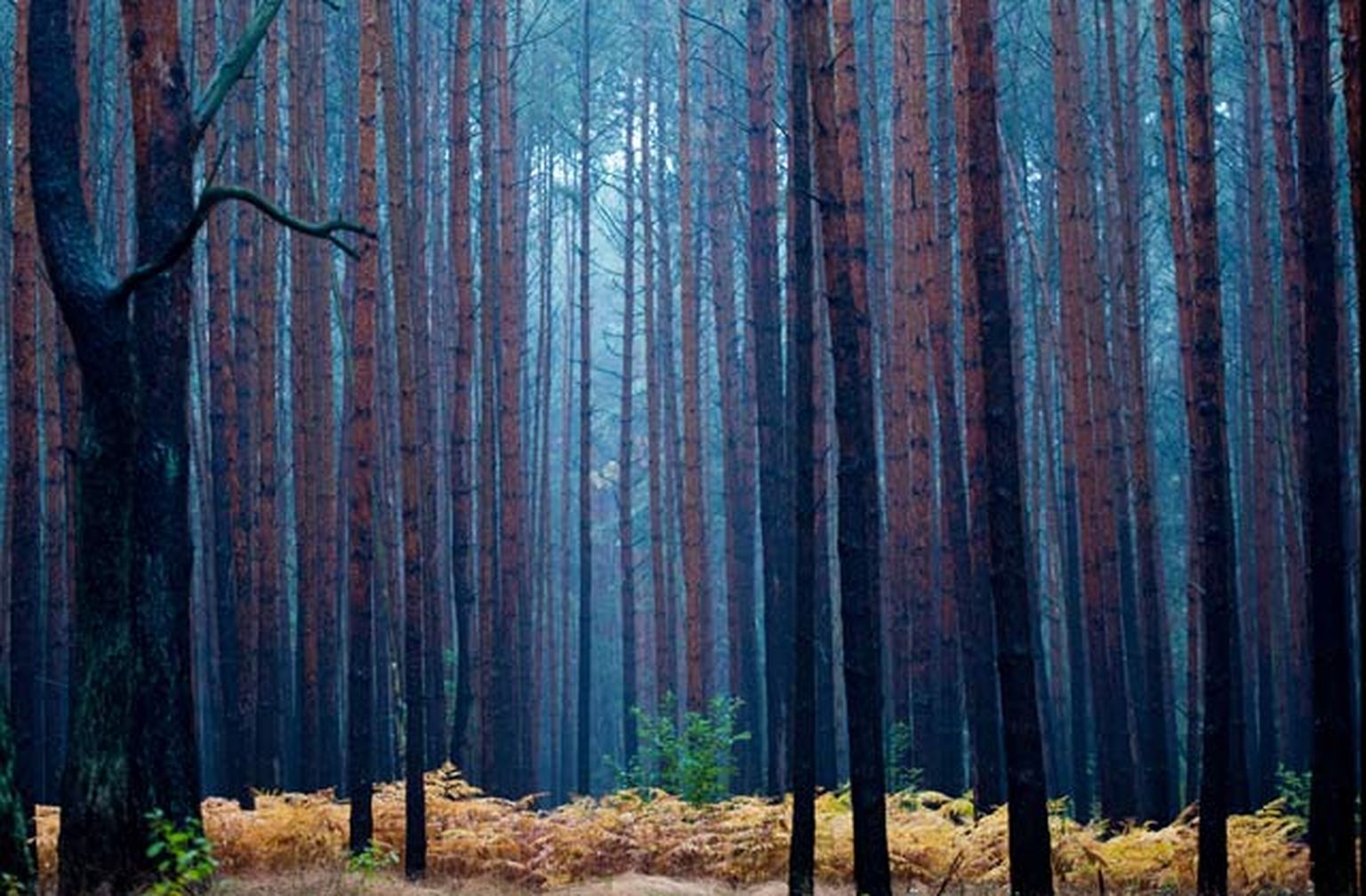 Дождливый лес. Иллюстративное фото.