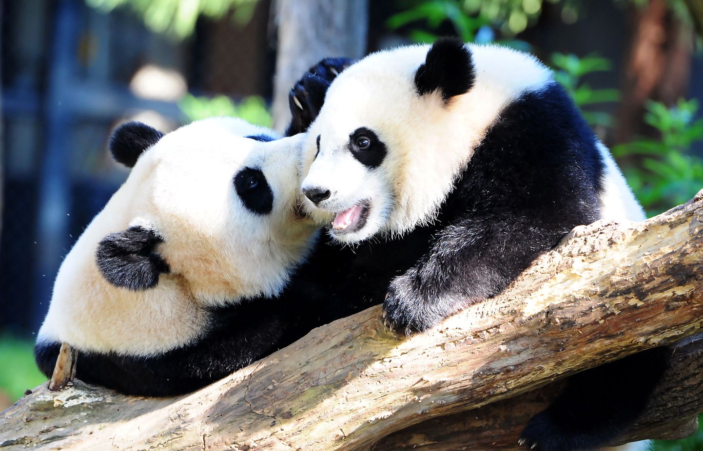 Панды в зоопарке. Иллюстративное фото.