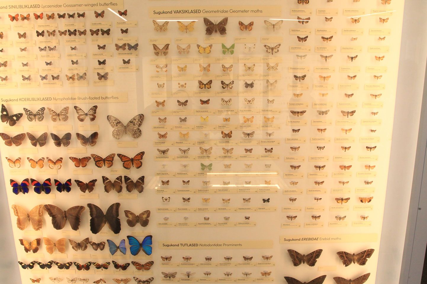 Osa ülikooli loodusmuuseumi liblikakogust. Pilt on illustratiivne.