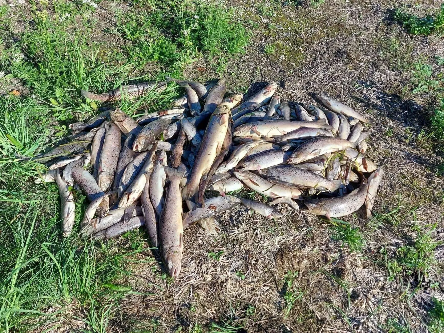Juuli lõpus Umbusi jões välja tõstetud hukkunud kalad. Kokku hukkus jões hinnangulisel üle 10 000 kala, suurem osa neist forellid.