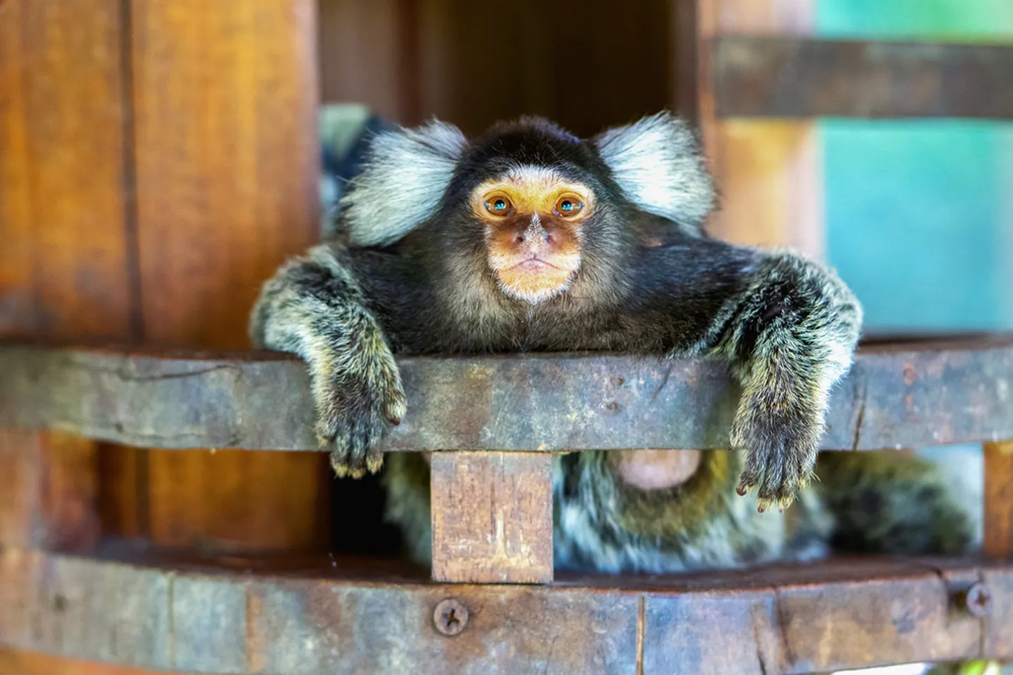 Valgetups-marmosett.
