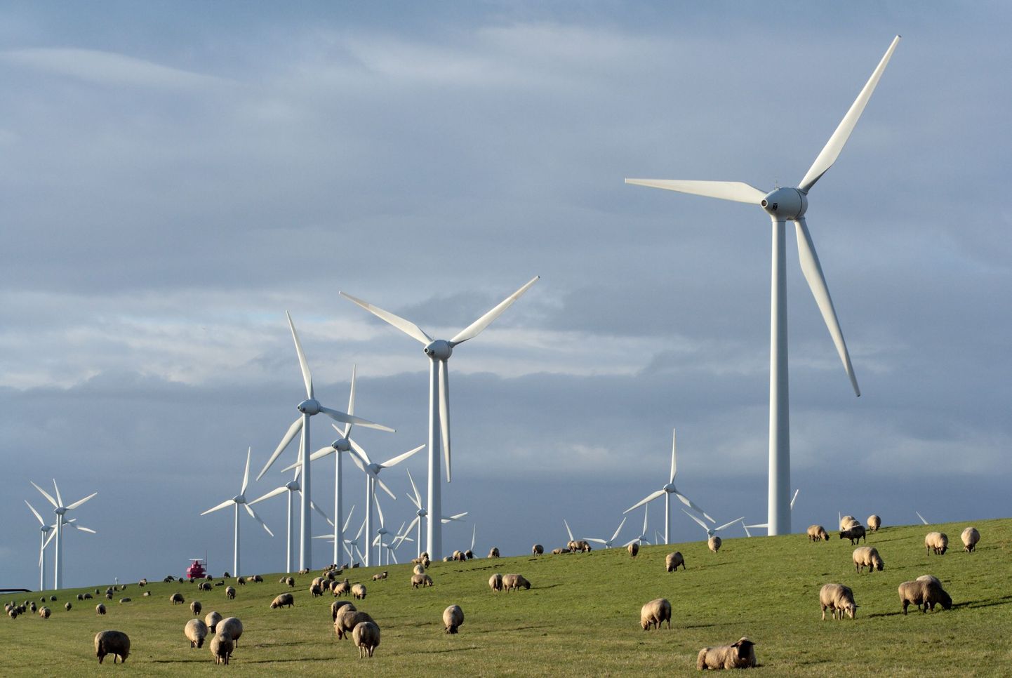Päikeseelektrijaamades on muruniidukite asemel hakatud kasutama lambaid. Pildil näksivad neljajalgsed rohtu Saksamaal tuulikute väljal.