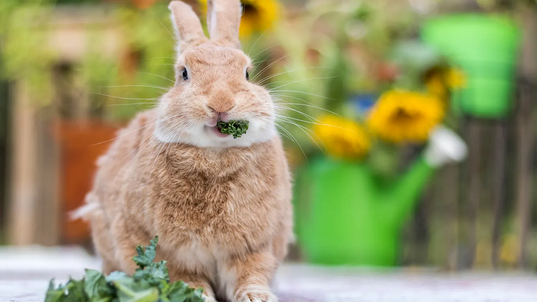 В дикой природе кролики едят свежие овощи, однако для домашних кроликов стало естественным питаться промышленными кормами