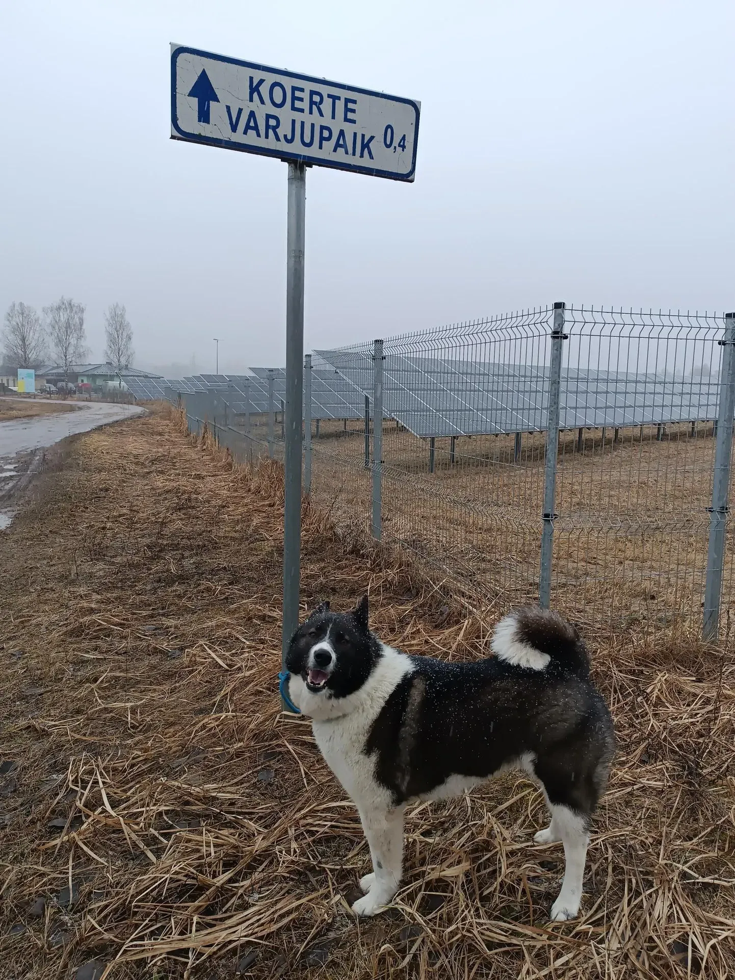 Собаку привязали недалеко от приюта между 9 и 10 часами утра 13 марта.