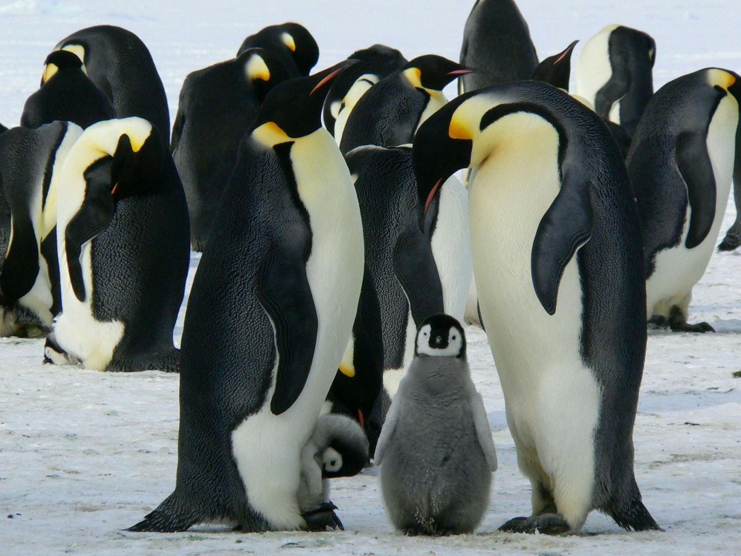 Loodusmuuseumi hüpiknäitus tutvustab pingviinide elu.